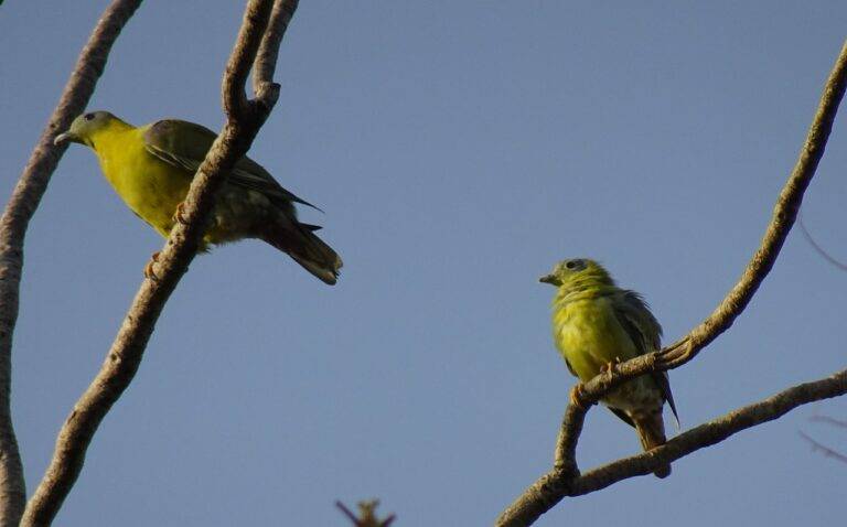 Analyzing the Role of Political Surrogates in Election Messaging