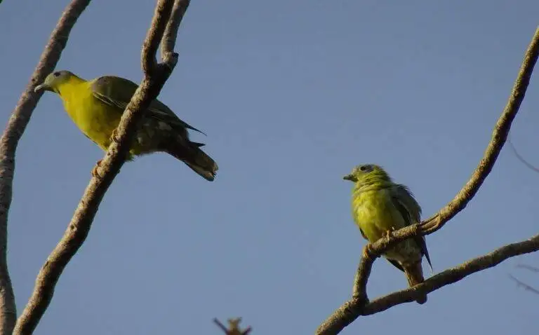 Analyzing the Role of Political Surrogates in Election Messaging